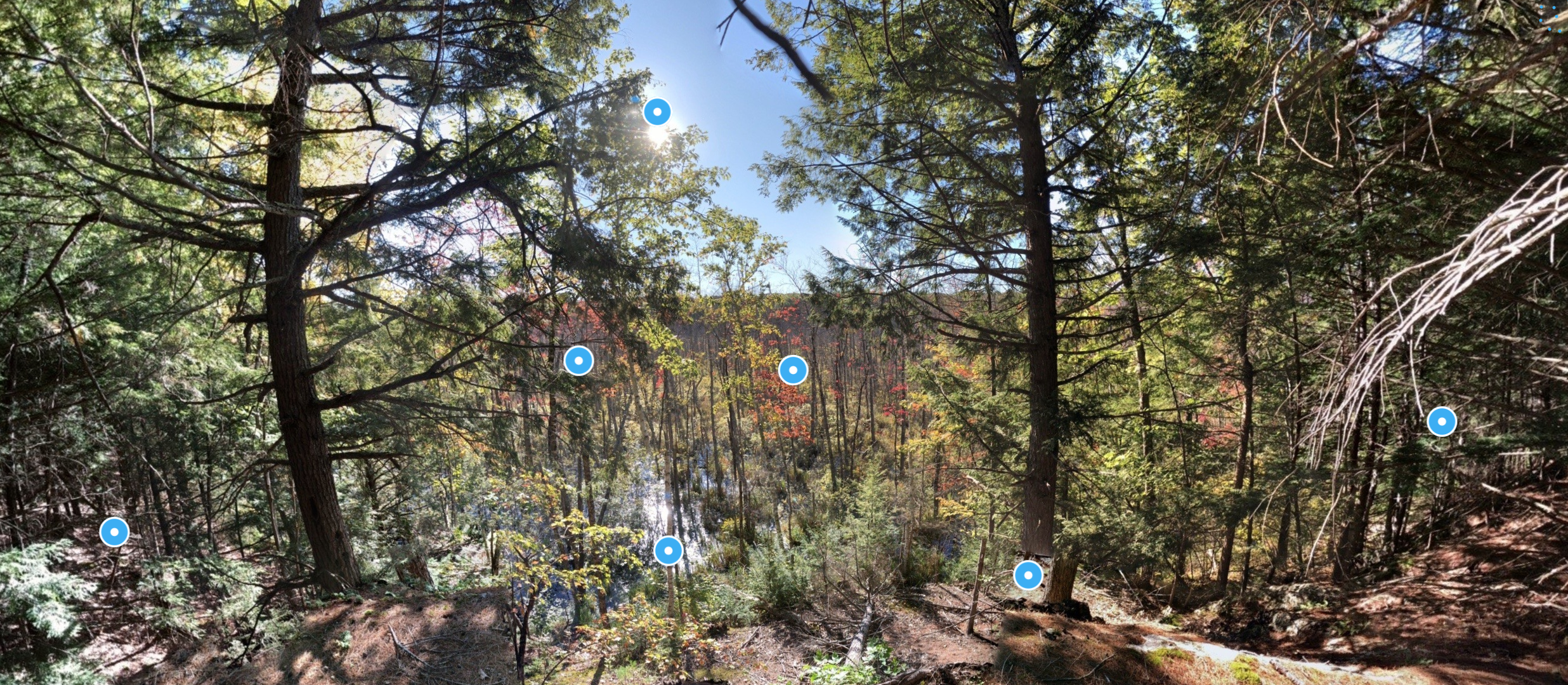 All About Ecosystems: Northeast US Swamp